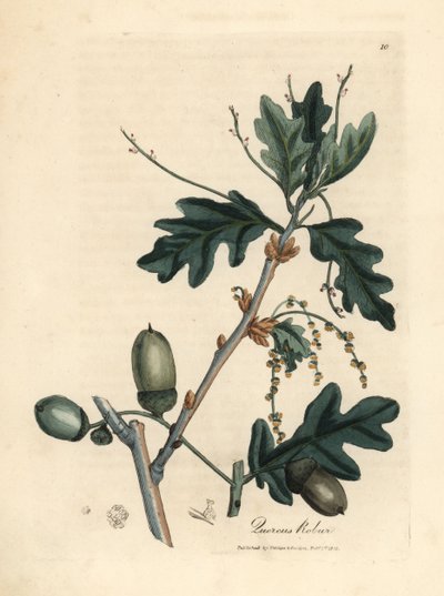 Foglie e ghiande della quercia comune, Quercus robur da James Sowerby