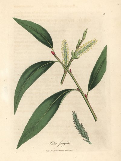 Foglie e amenti del salice fragile, Salix fragilis da James Sowerby