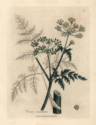 Foglie e fiori di cicuta, Conium maculatum da James Sowerby