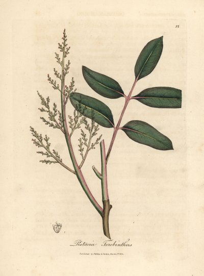 Foglie e fiori dell