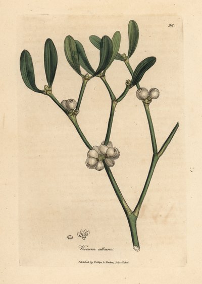 Foglie e bacche bianche di vischio, Viscum album da James Sowerby