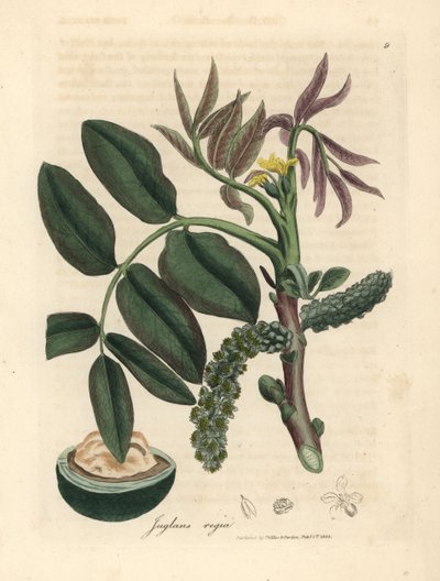 Foglie, fiore giallo e noce del noce comune, Juglans regia da James Sowerby