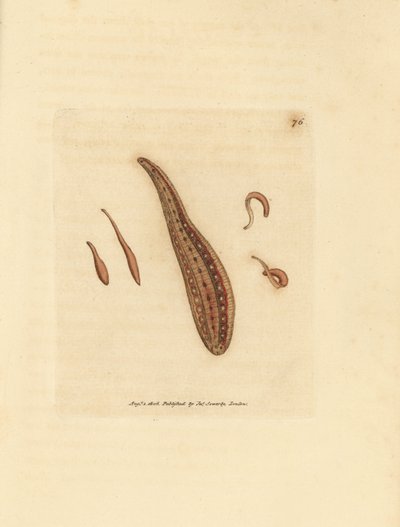 Sanguisuga, Hirudo circulans da James Sowerby