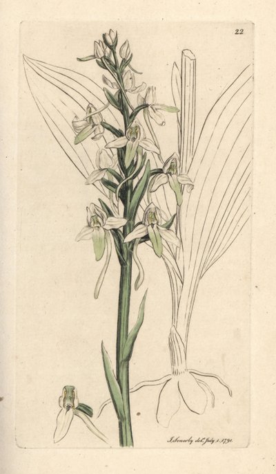Orchidea farfalla minore, Platanthera bifolia da James Sowerby