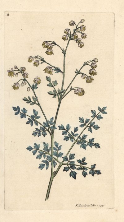 Lesser meadow-rue, Thalictrum minus. Incisione a mano colorata su rame da un