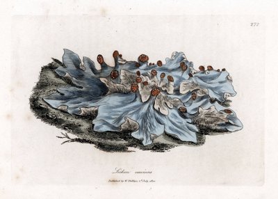 Lichene canino, Lichen caninus da James Sowerby