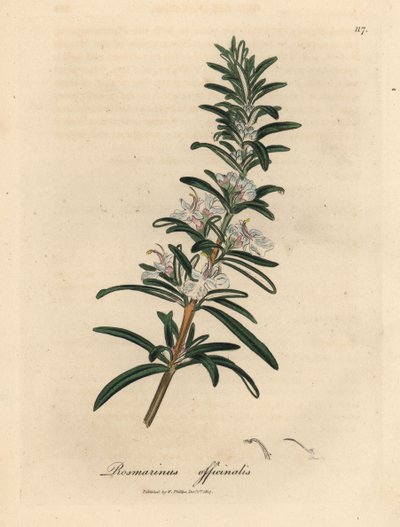 Rosmarino a fiori azzurri, Rosmarinus officinalis da James Sowerby