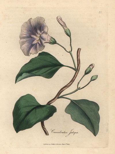 Convolvolo jalapa a fiori lilla, Colvolvulus jalapa da James Sowerby