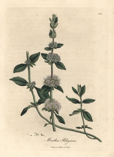 Menta poleggio a fiori lilla Mentha pulegium da James Sowerby