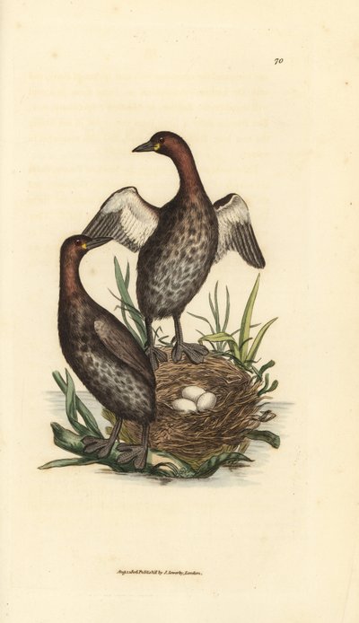 Svasso piccolo, Tachybaptus ruficollis (Piccolo svasso dal mento nero, Colymbus hebridicus?). Coppia sul nido con tre uova. Incisione a mano colorata da James Sowerby da The British Miscellany, o figure colorate di soggetti animali nuovi, rari o poco conos da James Sowerby