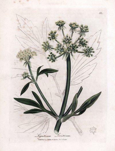 Levistico, Ligusticum levisticum da James Sowerby