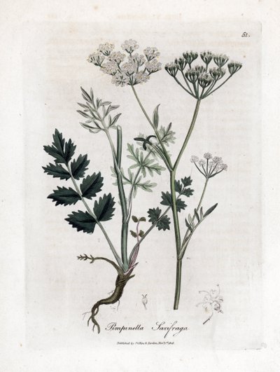 Sassifraga bruciata - Pimpinella saxifraga. Incisione a mano colorata su rame da un