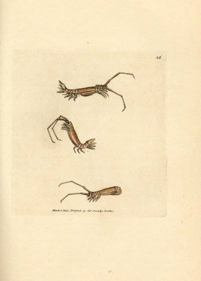 Isopode a corna lunghe, Astacilla longicornis (Oniscus longicornis) da James Sowerby
