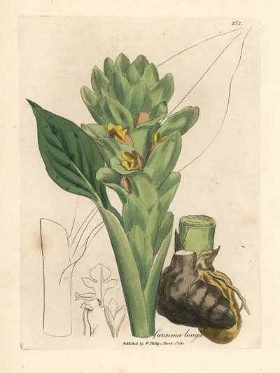 Curcuma longa da James Sowerby