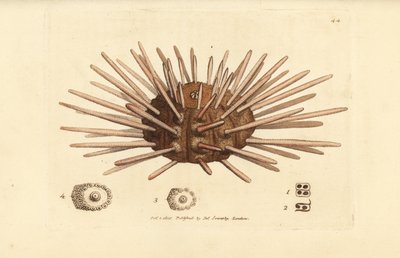 Riccio di mare a spine lunghe, Cidaris cidaris (Echinus cidaris) da James Sowerby