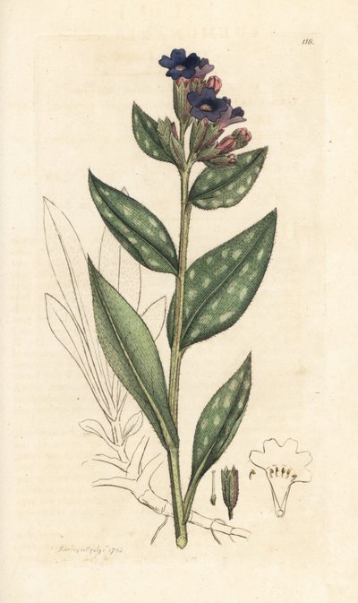 Polmonaria, Pulmonaria officinalis. Incisione a mano colorata su rame da un