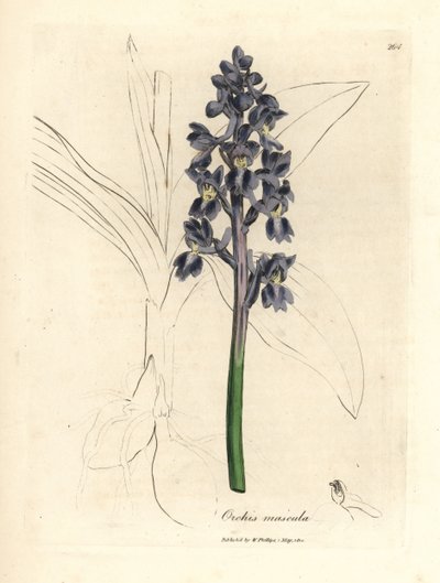 Orchidea maschio, Orchis mascula da James Sowerby