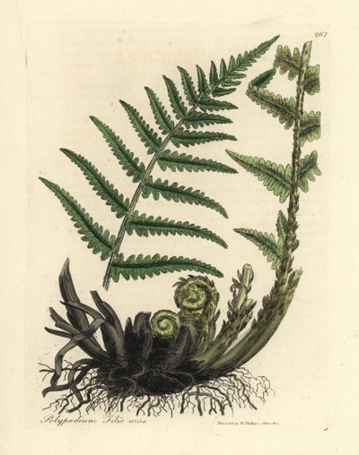 Felce maschio Polypodium filix mas da James Sowerby