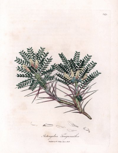 Astragalo di Marsiglia - Astragalus tragacantha. Incisione a mano colorata da un