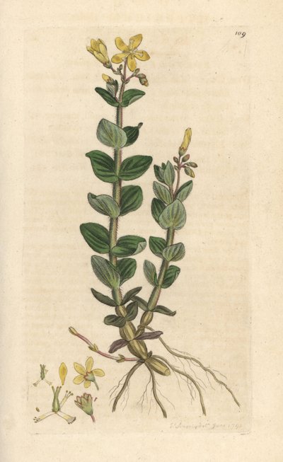 Iperico delle paludi, Hypericum elodes da James Sowerby