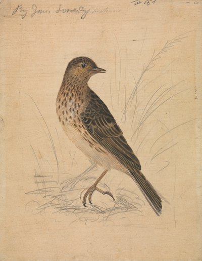 Pipit dei prati da James Sowerby