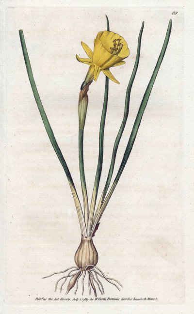 Tromba di Medusa da James Sowerby
