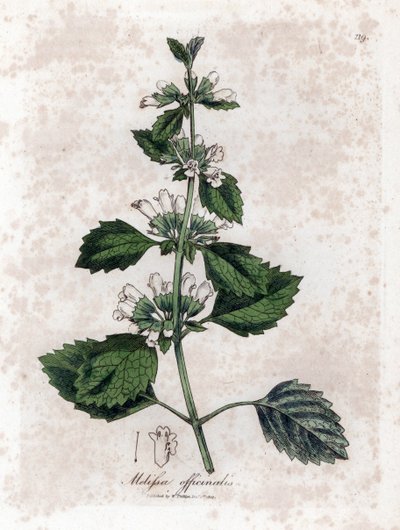 Melissa officinalis. Incisione a mano colorata da un
