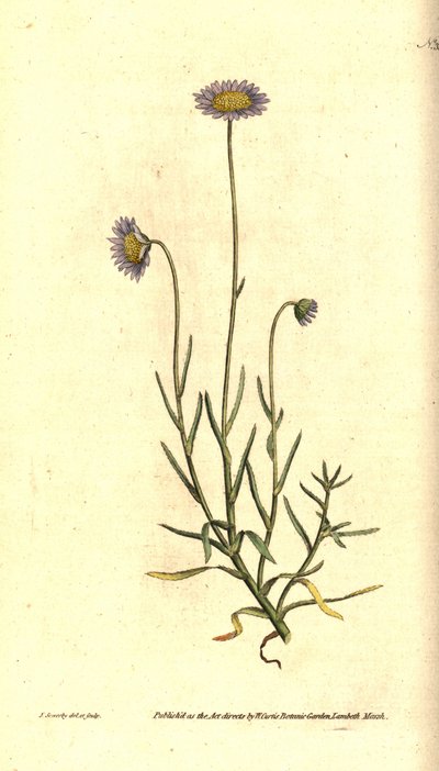 Aster mignonette, Felicia tenella da James Sowerby