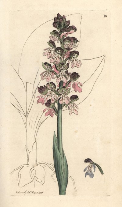 Orchidea militare, Orchis militaris Incisione a mano colorata da un