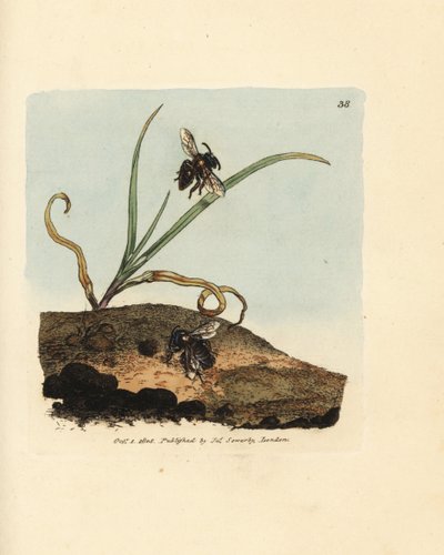 Ape mineraria, Andrena nigroaenea (Melitta nigro-aenea) da James Sowerby