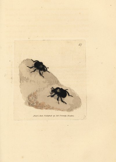 Scarabeo minotauro, Typhaeus typhoeus da James Sowerby