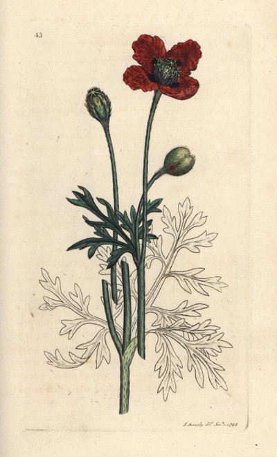 Papaver hybridum. Incisione a mano colorata su rame da un