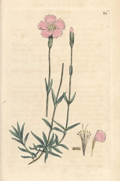 Dianthus caesius da James Sowerby