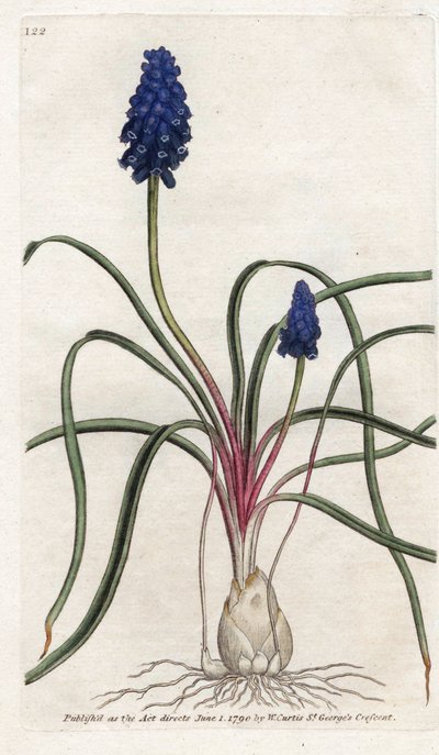 Muscari a grappolo o muscari negligente - Litografia di James Sowerby (1757-1822), dal 