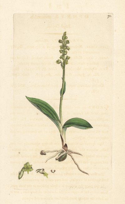 Orchidea muschiata, Herminium monorchis da James Sowerby