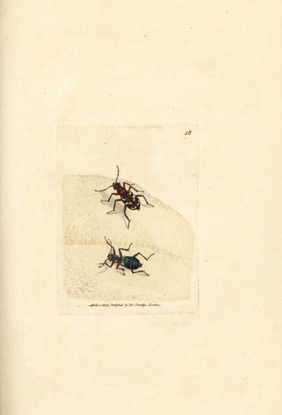 Scarabeo tigre delle dune settentrionali, Cicindela hybrida. Incisione a mano colorata a rame di James Sowerby da The British Miscellany, o Figure colorate di soggetti animali nuovi, rari o poco conosciuti da James Sowerby