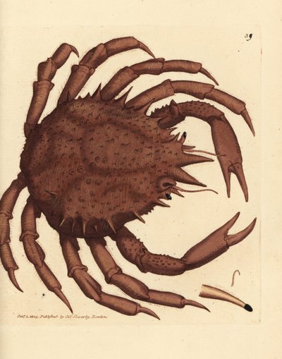 Granchio reale di Norvegia, Lithodes maja da James Sowerby