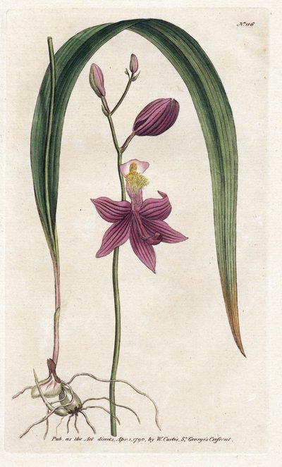 Orchidea: calopogon tuberosus da James Sowerby
