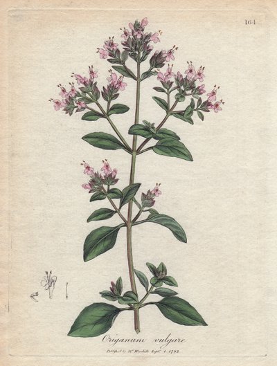 Origano. Incisione a mano colorata su rame da un disegno di James Sowerby (1757-1822), in 