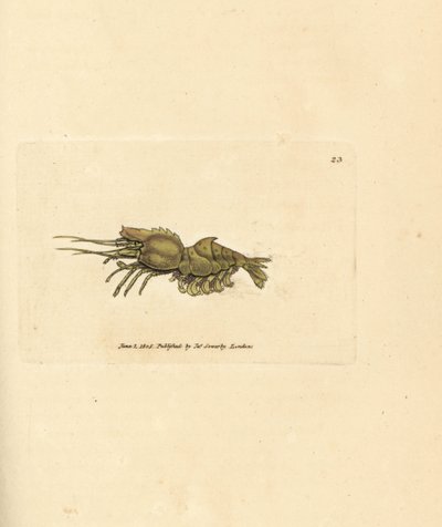 Gambero pappagallo, Spirontocaris spinus da James Sowerby
