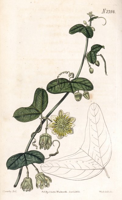 Fiore della passione variegato, Passiflora biflora da James Sowerby