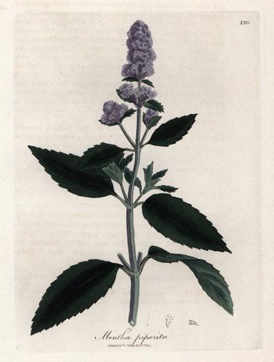 Menta piperita da James Sowerby