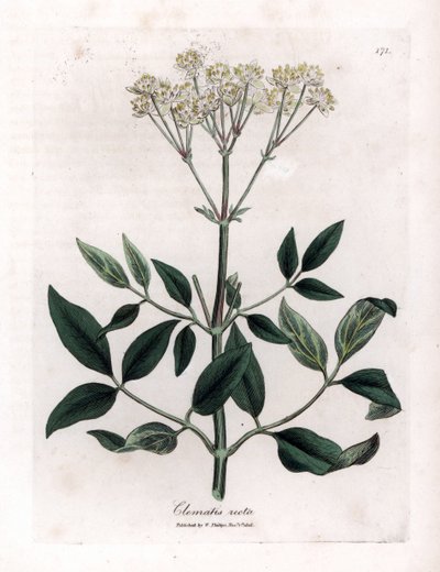 Clematide perenne - Clematis recta da James Sowerby