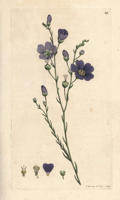 Linum perenne da James Sowerby
