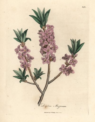 Mezereon a fiore rosa, Daphne mezereum da James Sowerby