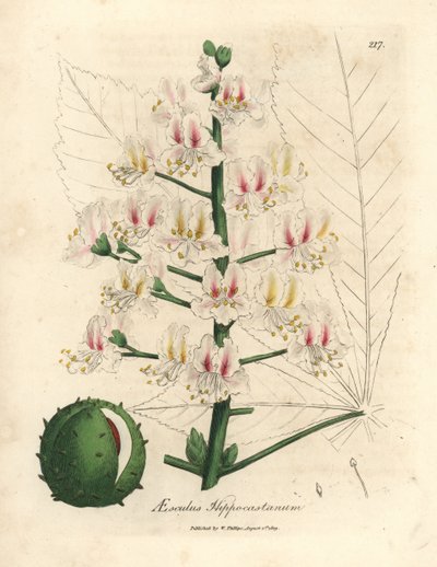 Fiori rosa e frutti dell