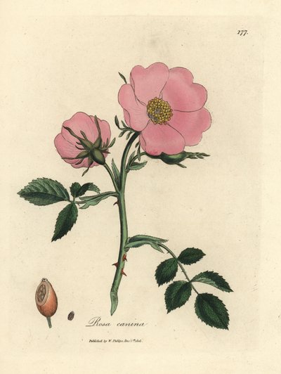 Rosa canina con cinorrodo, Rosa canina da James Sowerby