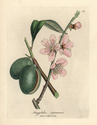 Albero di mandorlo a fiori rosa, Amygdalus communis da James Sowerby