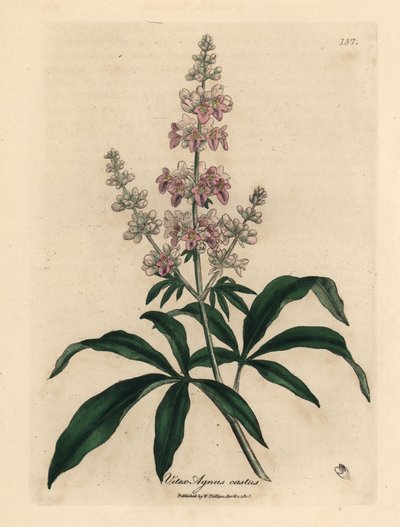 Agnocasto a fiori rosa, Vitex agnus castus da James Sowerby