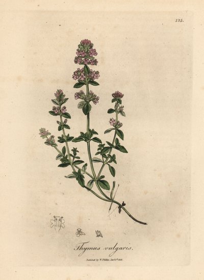 Timo comune a fiori rosa, Thymus vulgaris da James Sowerby